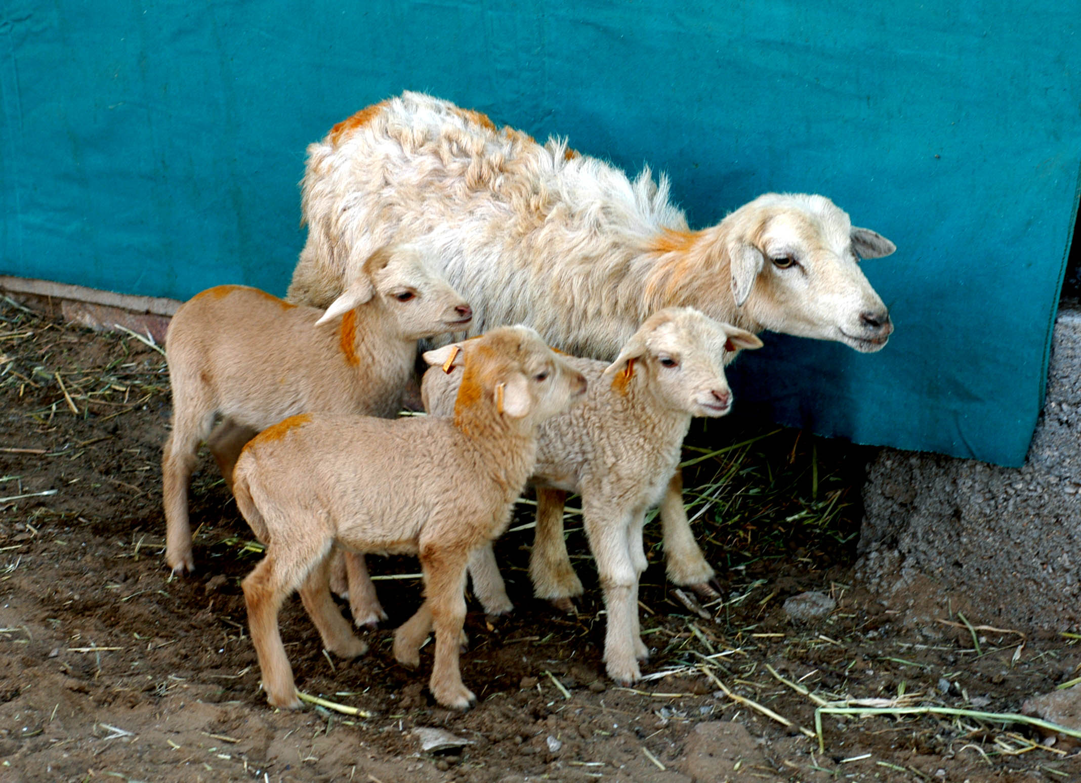 Gerole Ewe with Triplets